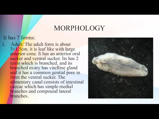 MORPHOLOGY It has 7 forms: Adult: The adult form is about 3×1.5cm. it