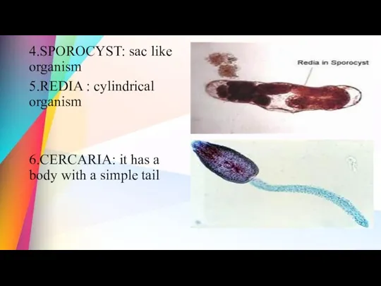 4.SPOROCYST: sac like organism 5.REDIA : cylindrical organism 6.CERCARIA: it