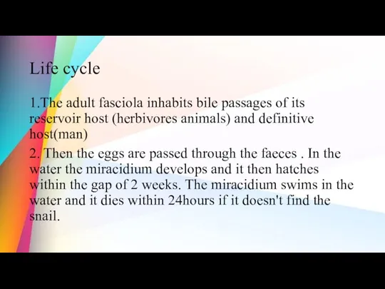 Life cycle 1.The adult fasciola inhabits bile passages of its reservoir host (herbivores