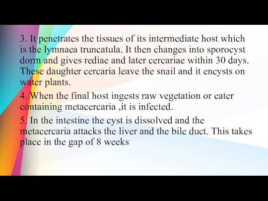 3. It penetrates the tissues of its intermediate host which is the lymnaea