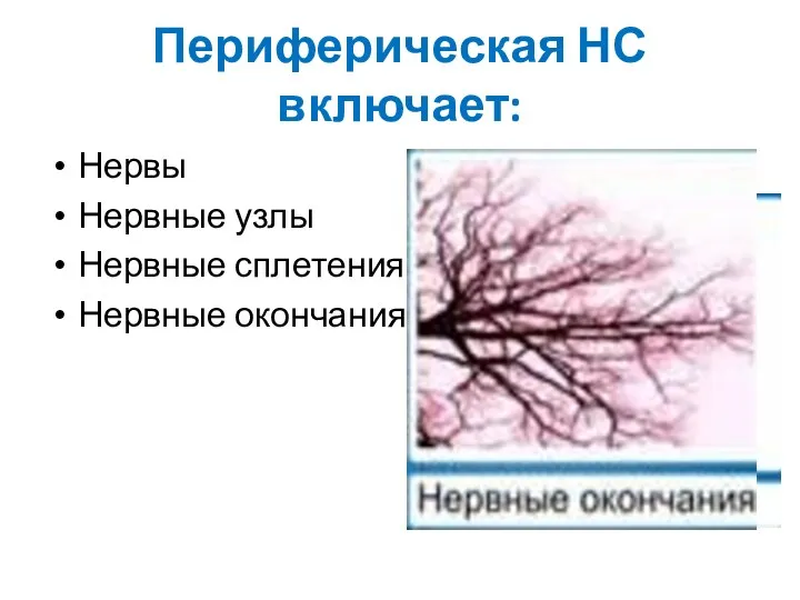 Периферическая НС включает: Нервы Нервные узлы Нервные сплетения Нервные окончания