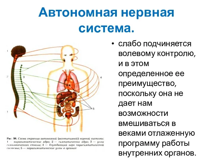 Автономная нервная система. слабо подчиняется волевому контролю, и в этом