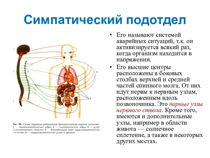 Симпатический подотдел Его называют системой аварийных ситуаций, т.к. он активизируется