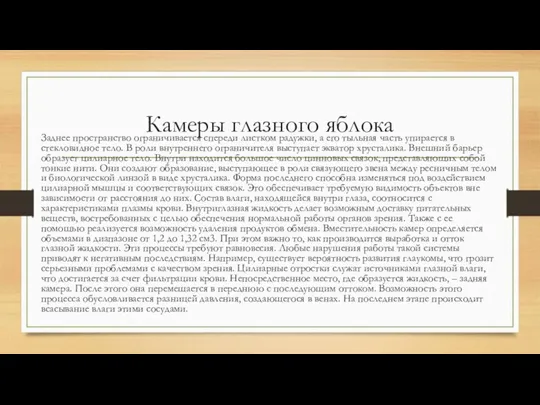 Камеры глазного яблока Заднее пространство ограничивается спереди листком радужки, а