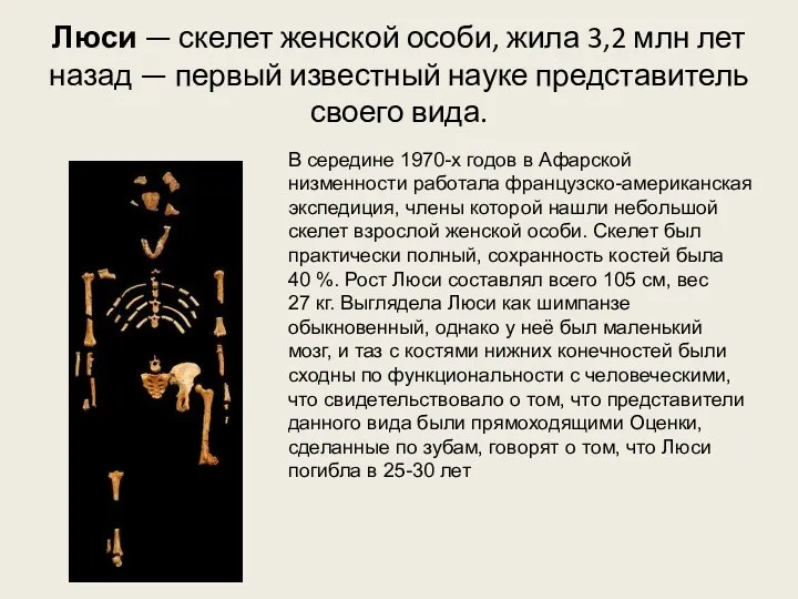 Люси — скелет женской особи, жила 3,2 млн лет назад