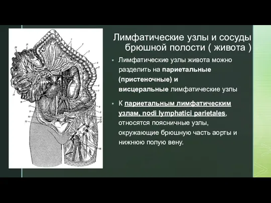 Лимфатические узлы и сосуды брюшной полости ( живота ) Лимфатические