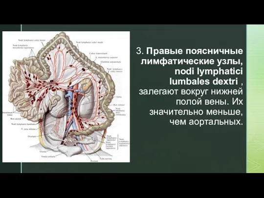 3. Правые поясничные лимфатические узлы, nodi lymphatici lumbales dextri ,