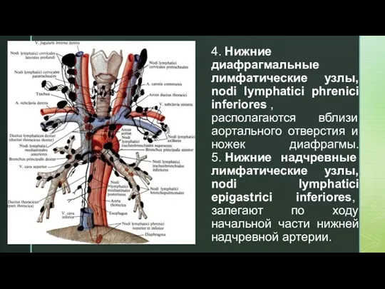 4. Нижние диафрагмальные лимфатические узлы, nodi lymphatici phrenici inferiores ,