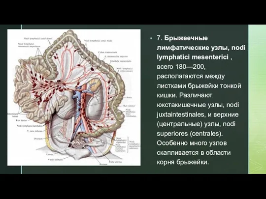 7. Брыжеечные лимфатические узлы, nodi lymphatici mesenterici , всего 180—200,