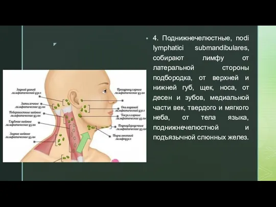 4. Поднижнечелюстные, nodi lymphatici submandibulares, собирают лимфу от латеральной стороны