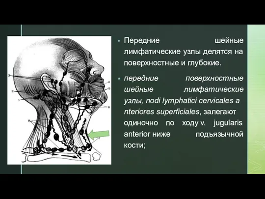 Передние шейные лимфатические узлы делятся на поверхностные и глубокие. передние