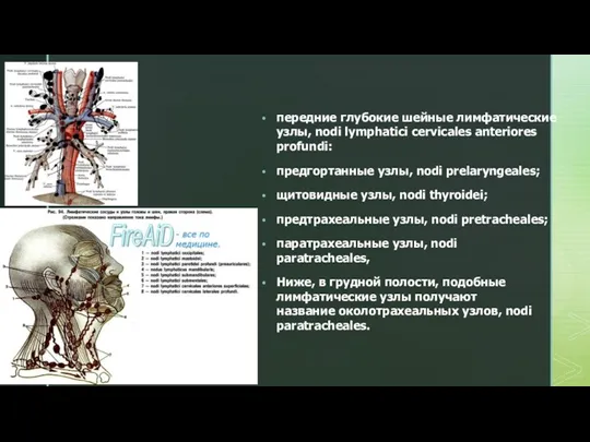 передние глубокие шейные лимфатические узлы, nodi lymphatici cervicales anteriores profundi: