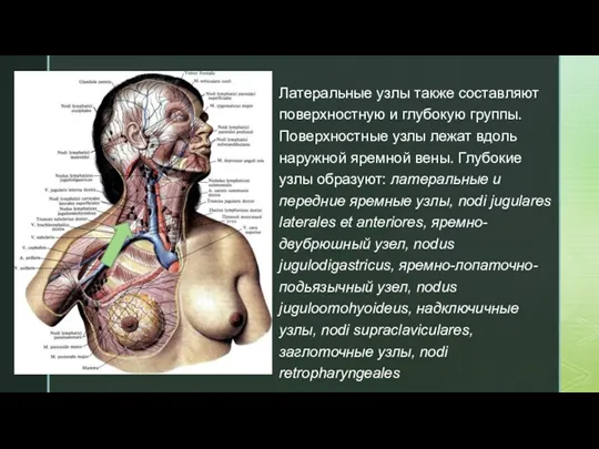 Латеральные узлы также составляют поверхностную и глубокую группы. Поверхностные узлы