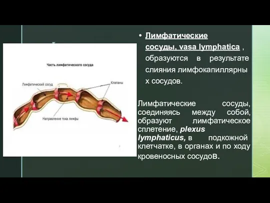 Лимфатические сосуды, vasa lymphatica , образуются в результате слияния лимфокапиллярных