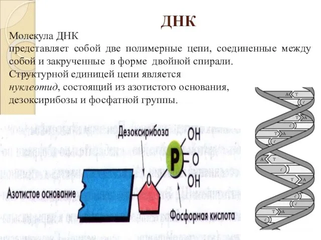 ДНК Молекула ДНК представляет собой две полимерные цепи, соединенные между