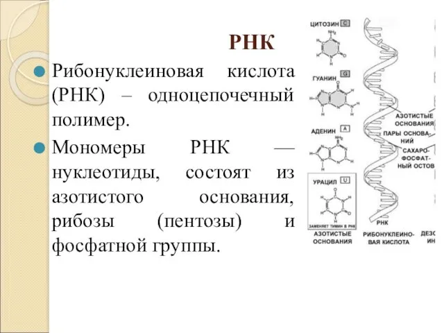 РНК Рибонуклеиновая кислота (РНК) – одноцепочечный полимер. Мономеры РНК —