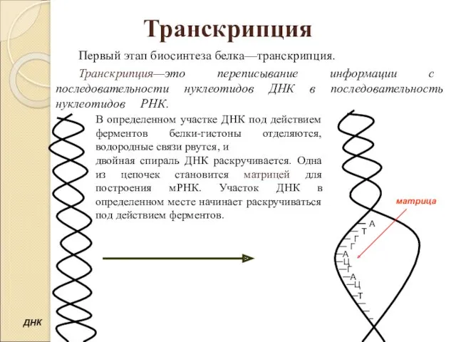 Транскрипция Первый этап биосинтеза белка—транскрипция. Транскрипция—это переписывание информации с последовательности