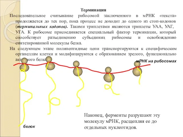 Терминация Последовательное считывание рибосомой заключенного в мРНК «текста» продолжается до