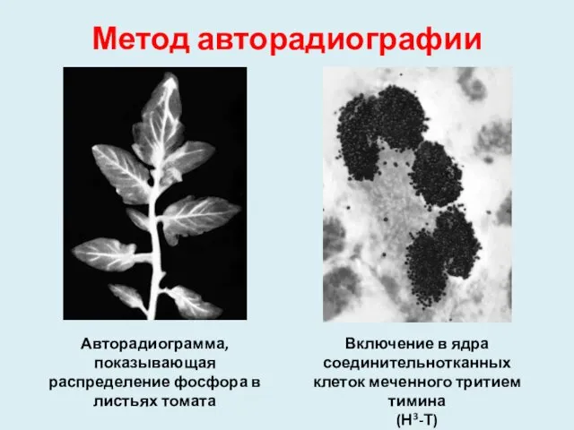 Метод авторадиографии Авторадиограмма, показывающая распределение фосфора в листьях томата Включение