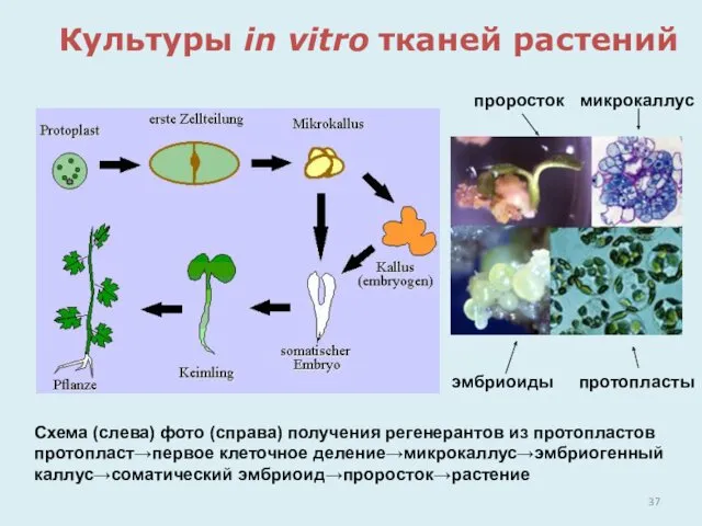Культуры in vitro тканей растений Схема (слева) фото (справа) получения