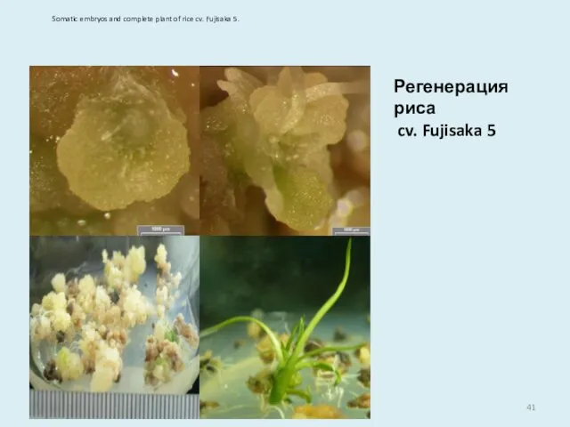 Регенерация риса cv. Fujisaka 5 Somatic embryos and complete plant of rice cv. Fujisaka 5.