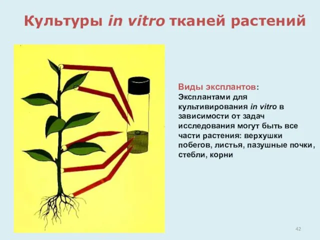Культуры in vitro тканей растений Виды эксплантов: Эксплантами для культивирования