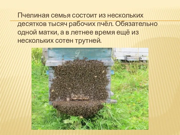 Пчелиная семья состоит из нескольких десятков тысяч рабочих пчёл. Обязательно
