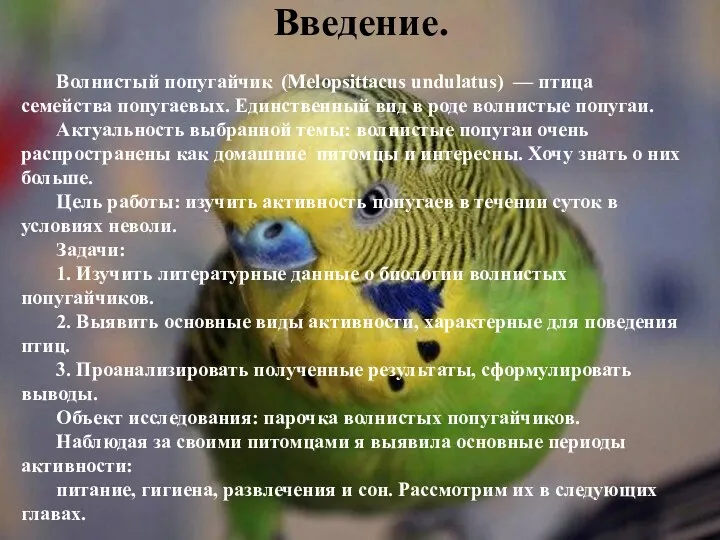 Введение. Волнистый попугайчик (Melopsittacus undulatus) — птица семейства попугаевых. Единственный