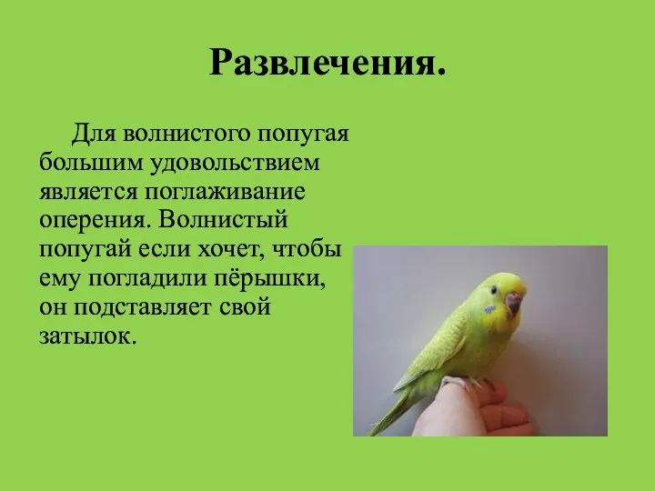 Развлечения. Для волнистого попугая большим удовольствием является поглаживание оперения. Волнистый