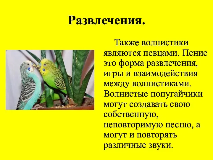 Развлечения. Также волнистики являются певцами. Пение это форма развлечения, игры