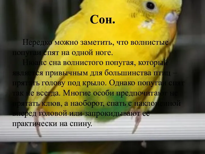 Сон. Нередко можно заметить, что волнистые попугаи спят на одной