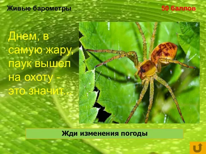 Живые барометры 50 баллов Днем, в самую жару, паук вышел