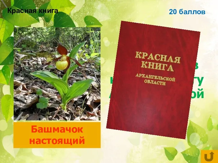 20 баллов Цветковое растение, занесённое в красную книгу Архангельской области Башмачок настоящий Красная книга