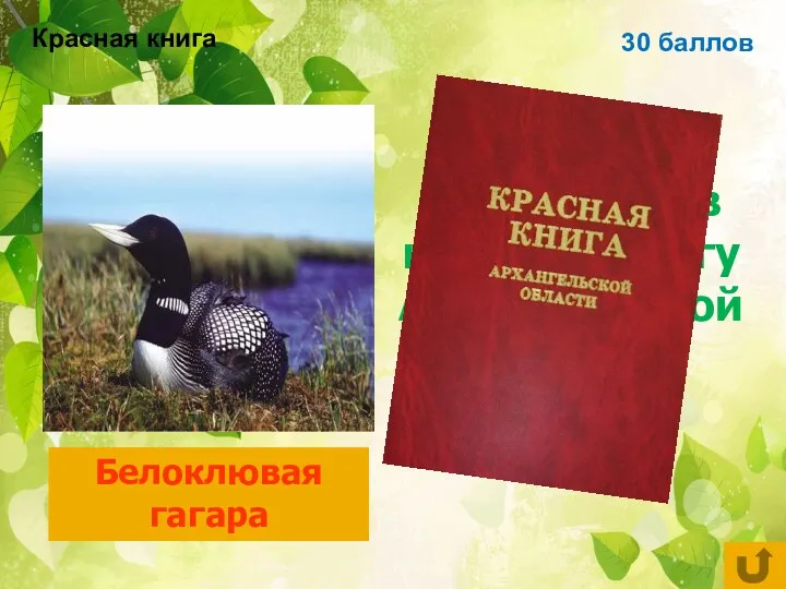 30 баллов Птица, занесённая в красную книгу Архангельской области Белоклювая гагара Красная книга