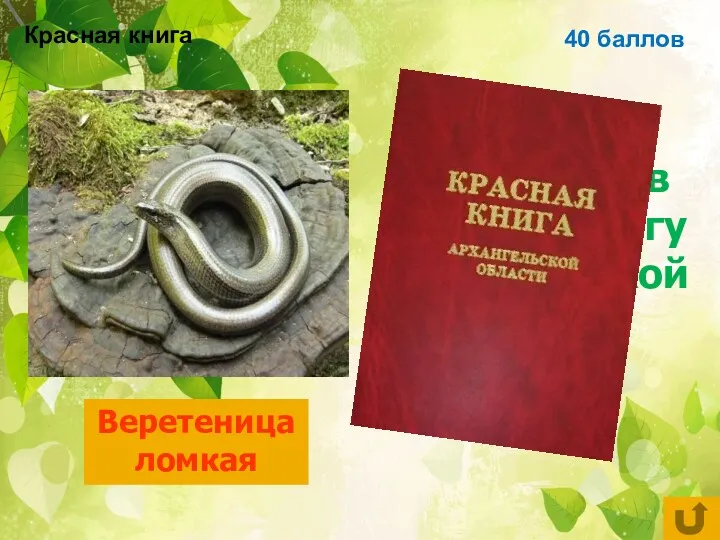 40 баллов Ящерица, занесённая в красную книгу Архангельской области Веретеница ломкая Красная книга