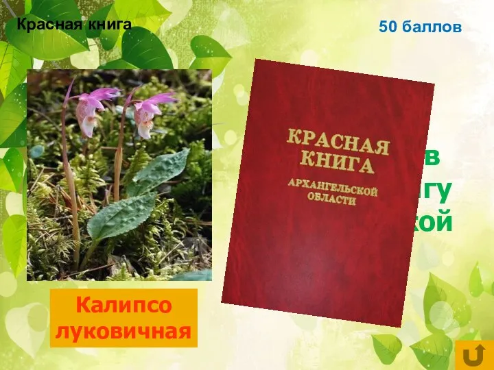 50 баллов Цветковое растение, занесённое в красную книгу Архангельской области Калипсо луковичная Красная книга