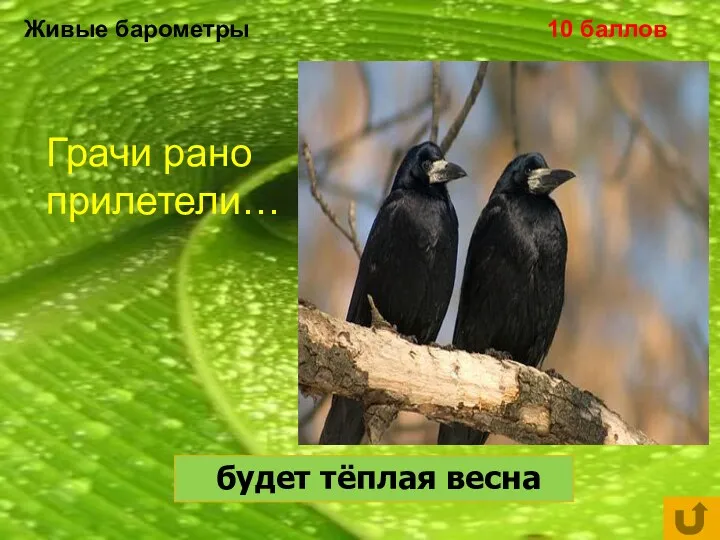 Живые барометры 10 баллов Грачи рано прилетели… будет тёплая весна