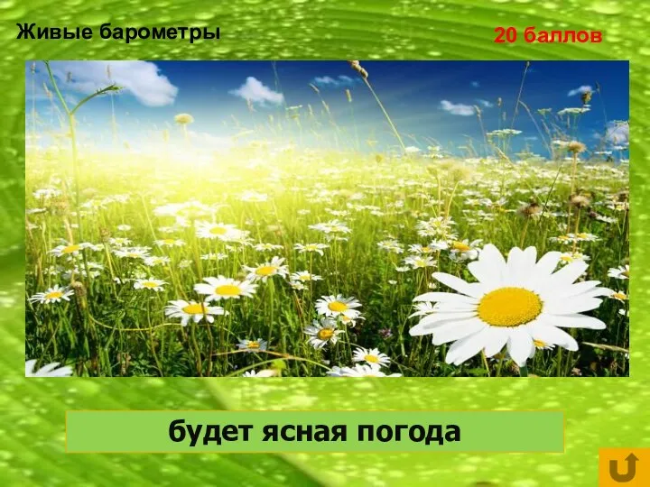 20 баллов Вечером сильно кричат лягушки, сильно стрекочут кузнечики... будет ясная погода Живые барометры