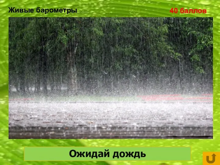 Живые барометры 40 баллов Сильно пахнут цветы акации, смородины, донника, сон-травы, жимолости... Ожидай дождь