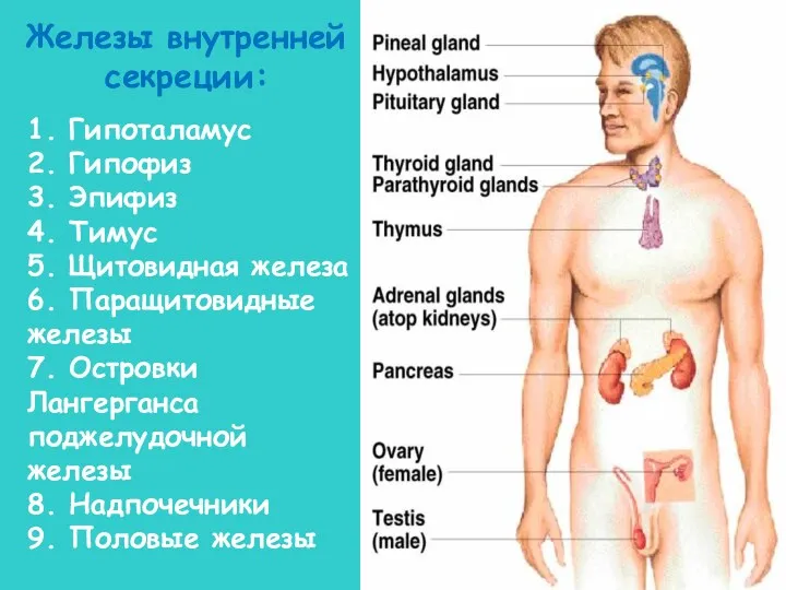 1. Гипоталамус 2. Гипофиз 3. Эпифиз 4. Тимус 5. Щитовидная