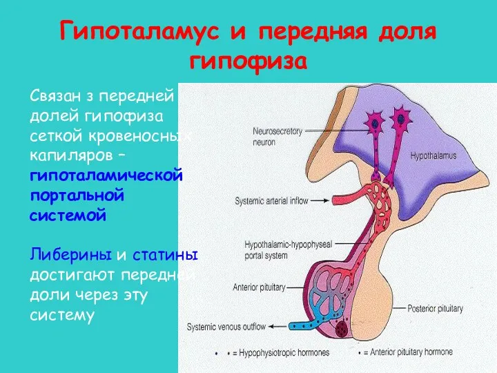 Гипоталамус и передняя доля гипофиза Связан з передней долей гипофиза