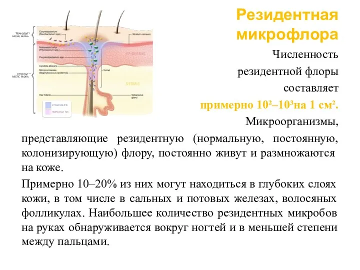 Резидентная микрофлора Численность резидентной флоры составляет примерно 10²–10³на 1 см².