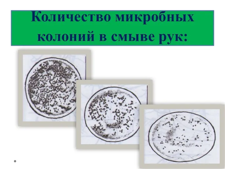 Количество микробных колоний в смыве рук: