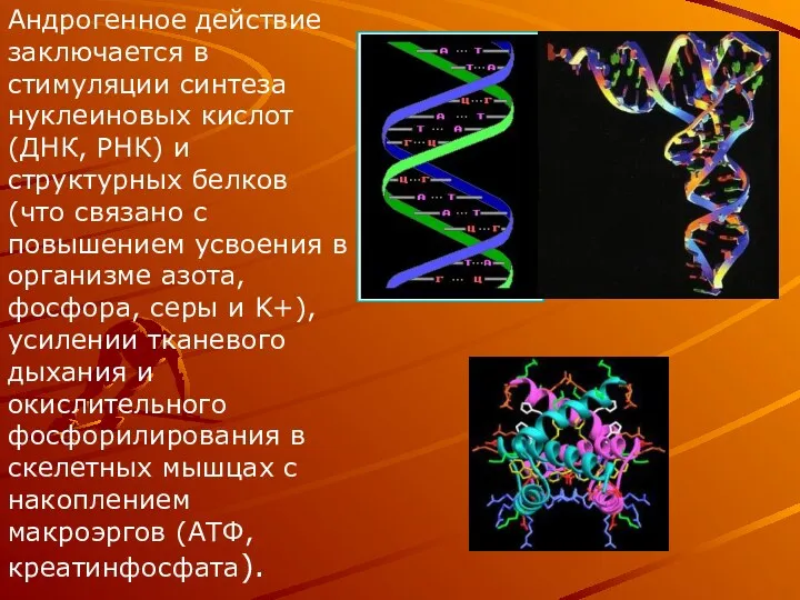 Андрогенное действие заключается в стимуляции синтеза нуклеиновых кислот (ДНК, РНК)