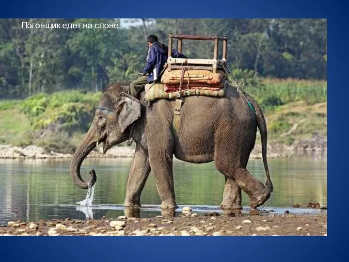 Погонщик едет на слоне