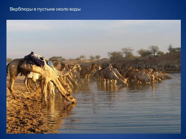 Верблюды в пустыне около воды