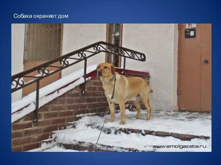 Собака охраняет дом