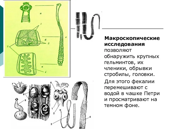 Макроскопические исследования позволяют обнаружить крупных гельминтов, их членики, обрывки стробилы, головки. Для этого