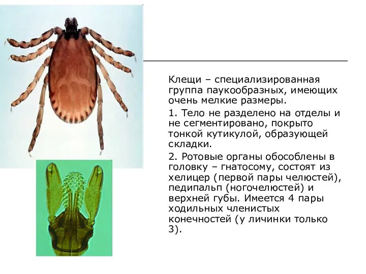 Клещи – специализированная группа паукообразных, имеющих очень мелкие размеры. 1. Тело не разделено