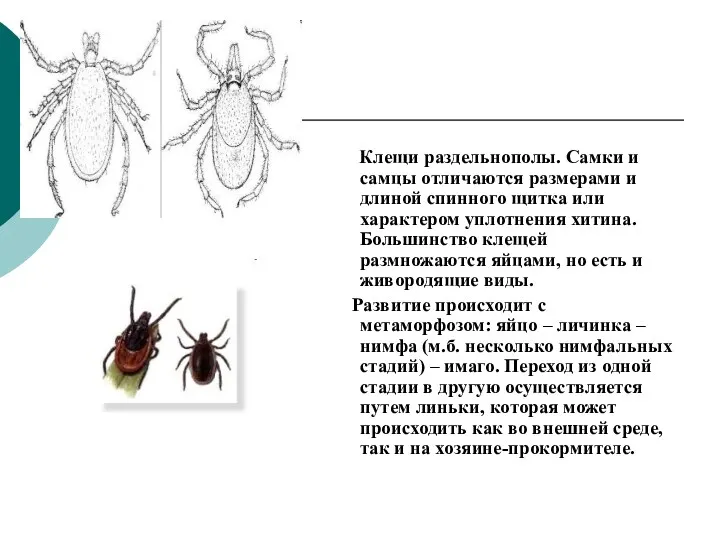 Клещи раздельнополы. Самки и самцы отличаются размерами и длиной спинного